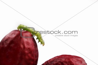 Date fruit and worm
