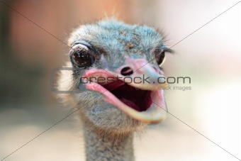 ostrich portrait