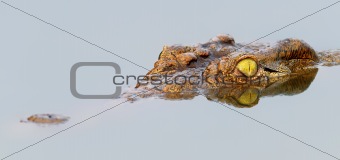 Nile crocodile with perfect reflection in water