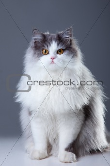 persian cat sitting on grey background
