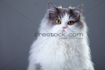 gray and white persian cat on grey background