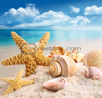 Starfish and seashells on the beach