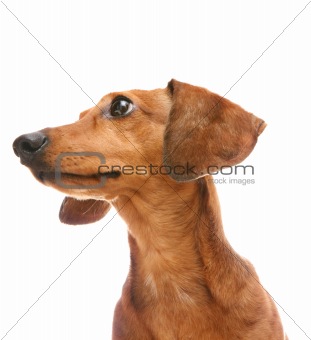 dachshund looking to a side