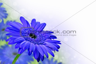 Close up abstract of  purple daisy gerbera flowers