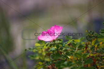 Wild coastal rose ( briar )