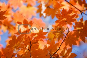 Russian fall colors
