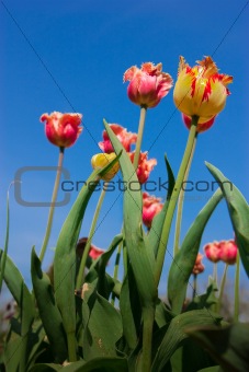 pretty weird tulips stretch to the sky