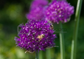 Bees pollinate the flowers of garlic