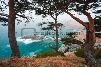 Russia, Primorye, centennial cedar on a rocky beach-2