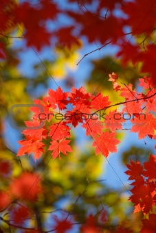 beautiful scarlet maple leaves in autumn