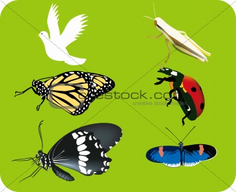 Ladybug, grasshopper,butterfly icon set