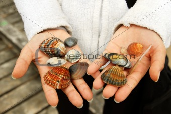 Sea Shells in hands