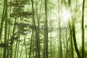 forest foggy