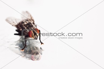 Nasty fly on reflective dirty floor