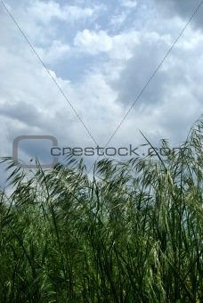 Dark green ears of grass against sky with rainclouds