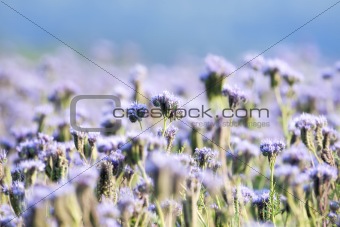 agriculture - close up of a phacelia flower in a filed with blue sky