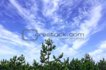 Cloudscape under the pines