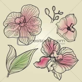 Set of floral orchid design elements 