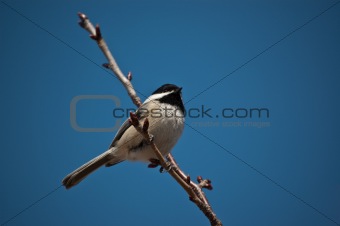 Black-Capped Chickadee Sitting on a Branch