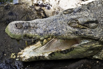 Open jaws crocodile
