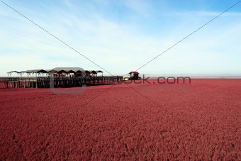 Landscape of beach full of red plants