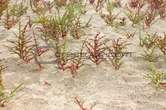 Plants group of saltwort