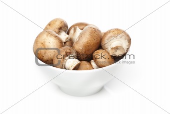 A fresh brown mushroom