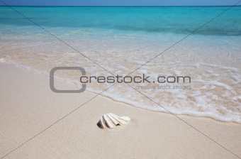 Mussel on an exotic beach