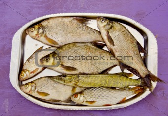 fresh fishes in the tray after fishing