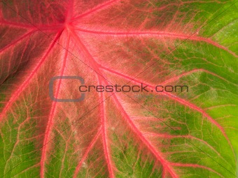 Colorful green and pink leaf