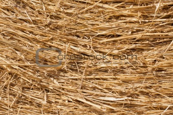 Close-up of dry hay