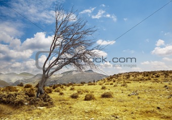 Landscape with lonely dry tree