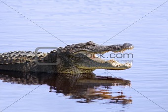 Alligator in the wild,Sarasota,Florida