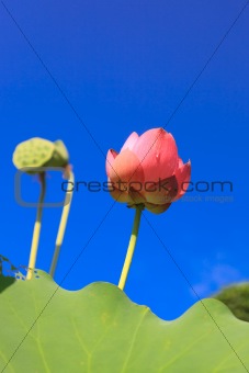Lotus against perfect sky 