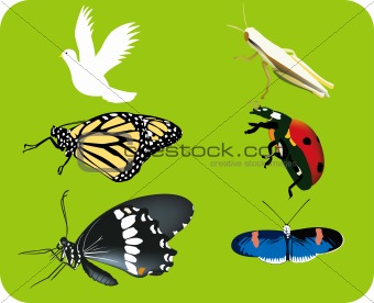 Ladybug, grasshopper,butterfly icon set