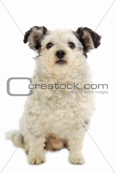 Small dog sitting on white background