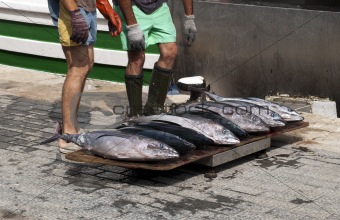 Fresh tuna fishes from a fishing boat