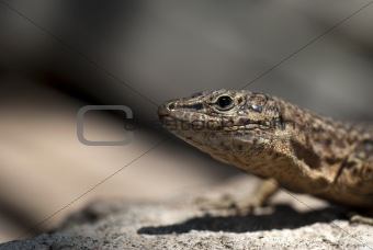 Rare reptile