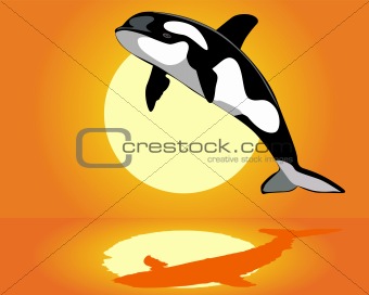 Killer Whale over the water