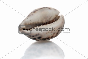 Seashell with dark spots