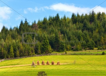 Summer fields with haystacks