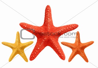red and yellow seastars isolated on white background