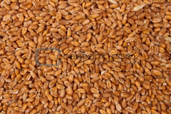 Pattern of grain feed of a wheat