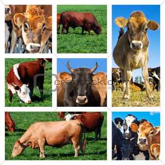 Collage of cattle on the field