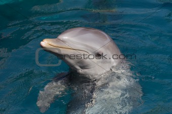 A wild bottlenose dolphin (Turisops Truncatus)