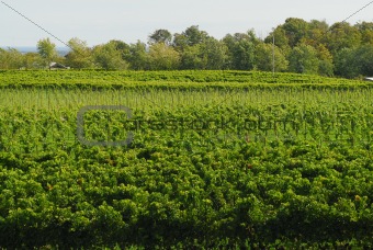 Grapevine field