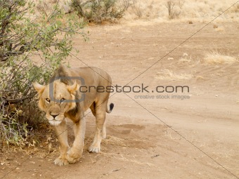 Lioness walking in masai mara
