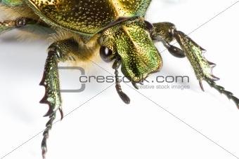 iridescent bug in close up