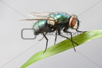 house fly in extreme close up sitting on leaf