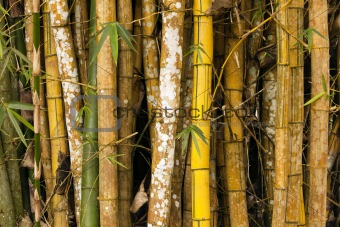 Bamboo Grove Details